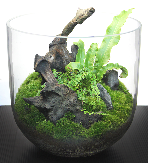 初めてでも簡単！テラリウムづくり | 杜若園芸WEBショップ｜水草の生産