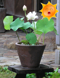 ハスの育て方 | 杜若園芸WEBショップ｜水草の生産販売【通販ショップ】