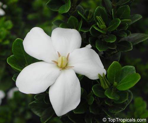 Gardenia x duruma (White Gem) | Top Tropicals Plant Encyclopedia