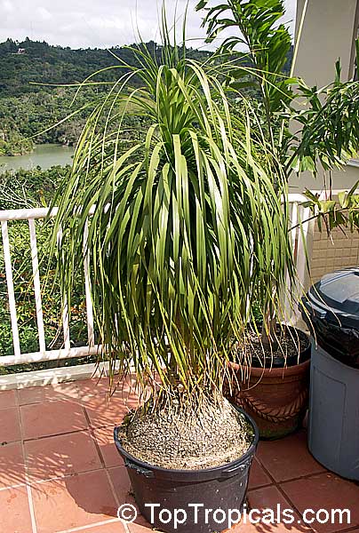 Beaucarnea recurvata (Ponytail Palm) | Top Tropicals Plant