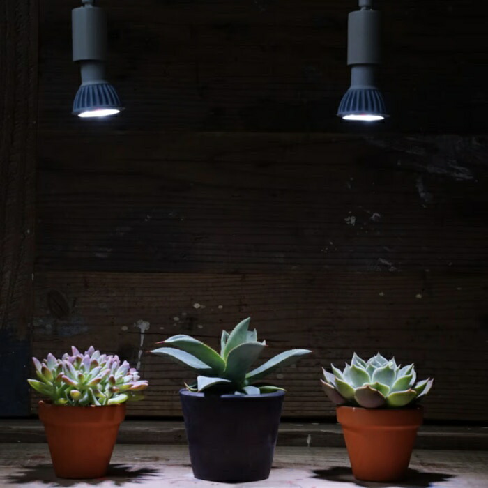 楽天市場】PlantsNEXLIGHT 植物育成ライト 観葉植物 多肉植物 LED照明