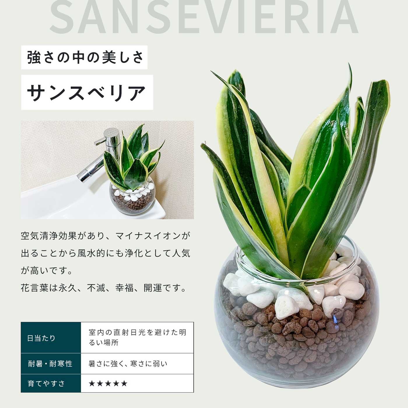 楽天市場】観葉植物 セット 3種 ハイドロカルチャー ガジュマル