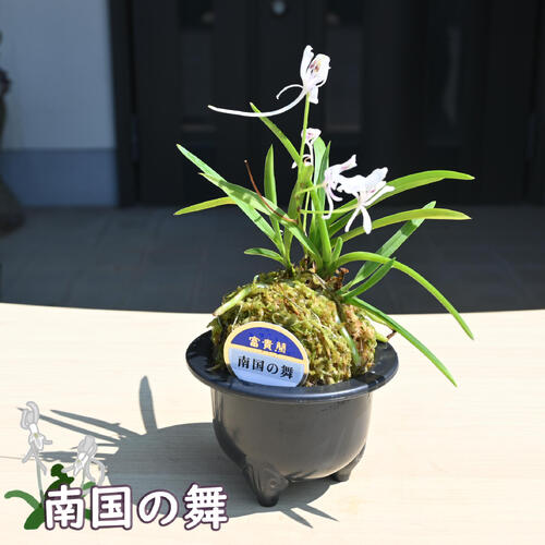 楽天市場】2025年NEW 現品 富貴蘭 南国の舞 鉢植え 風蘭 プラ鉢入り