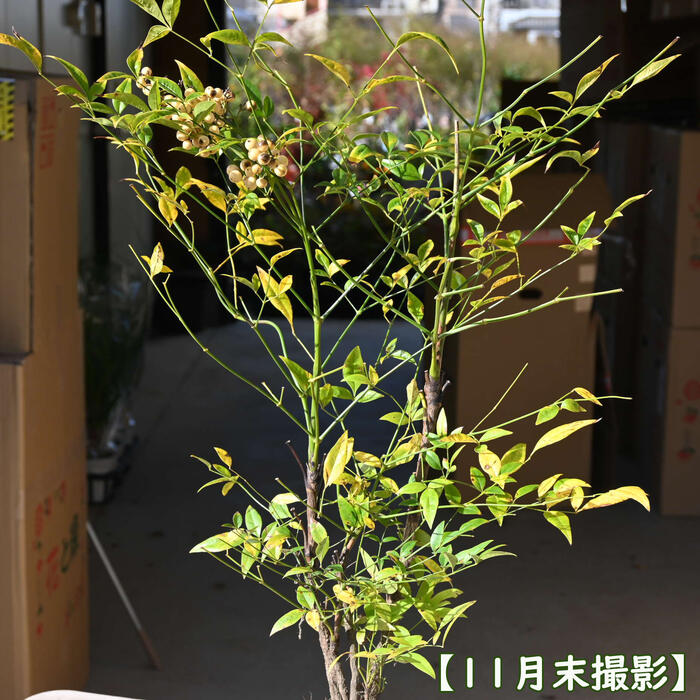 楽天市場】幸あれセットおすすめ南天苗木セット 赤・白南天 セット 赤