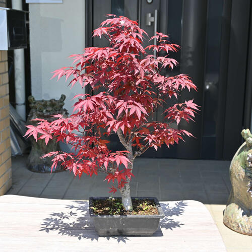 楽天市場】現品 もみじ 盆栽 プラ鉢入り 紅葉 2023年4月27日撮影