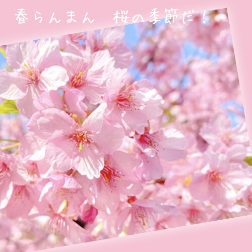 楽天市場】5月にサクラのお花見ができる母の日おすすめ鉢花お買い物