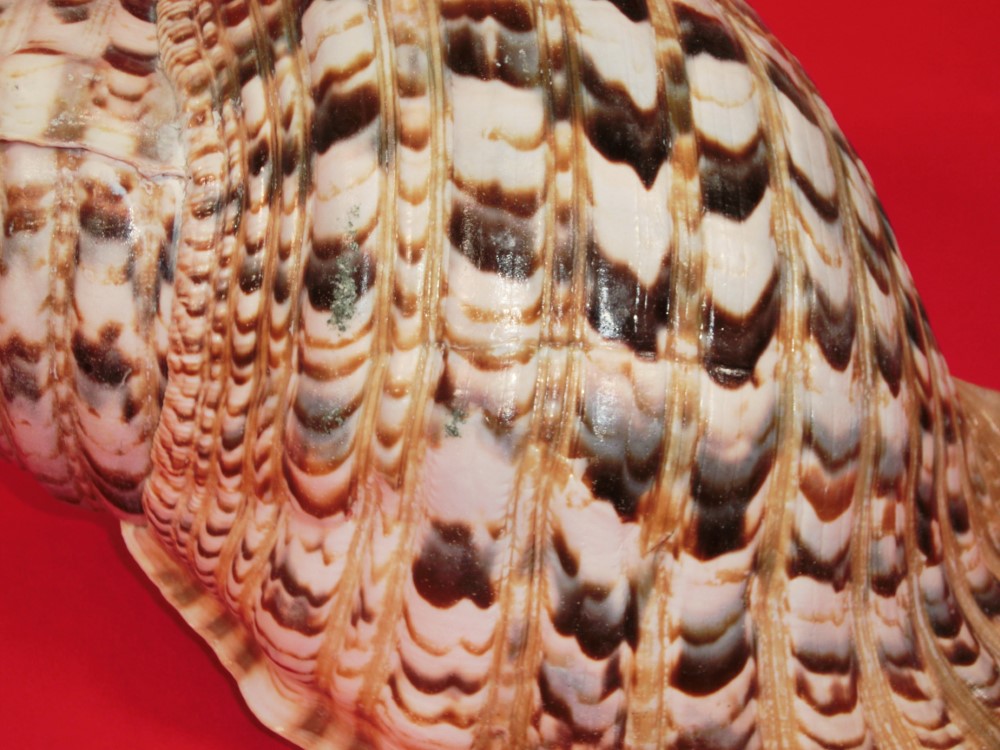 楽天市場】【法螺貝】ほら貝 大 37センチ : 三島屋楽器