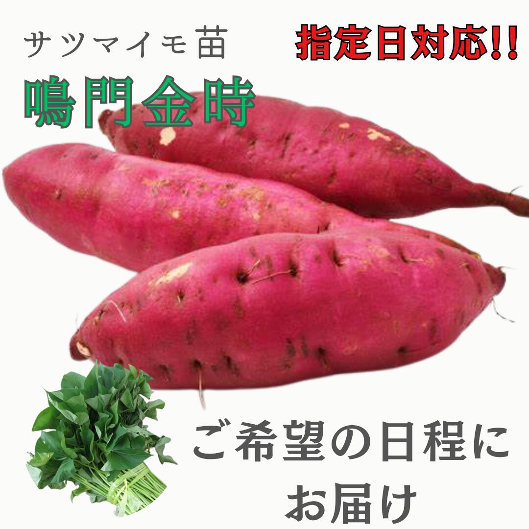 楽天市場】予約 苗の通販