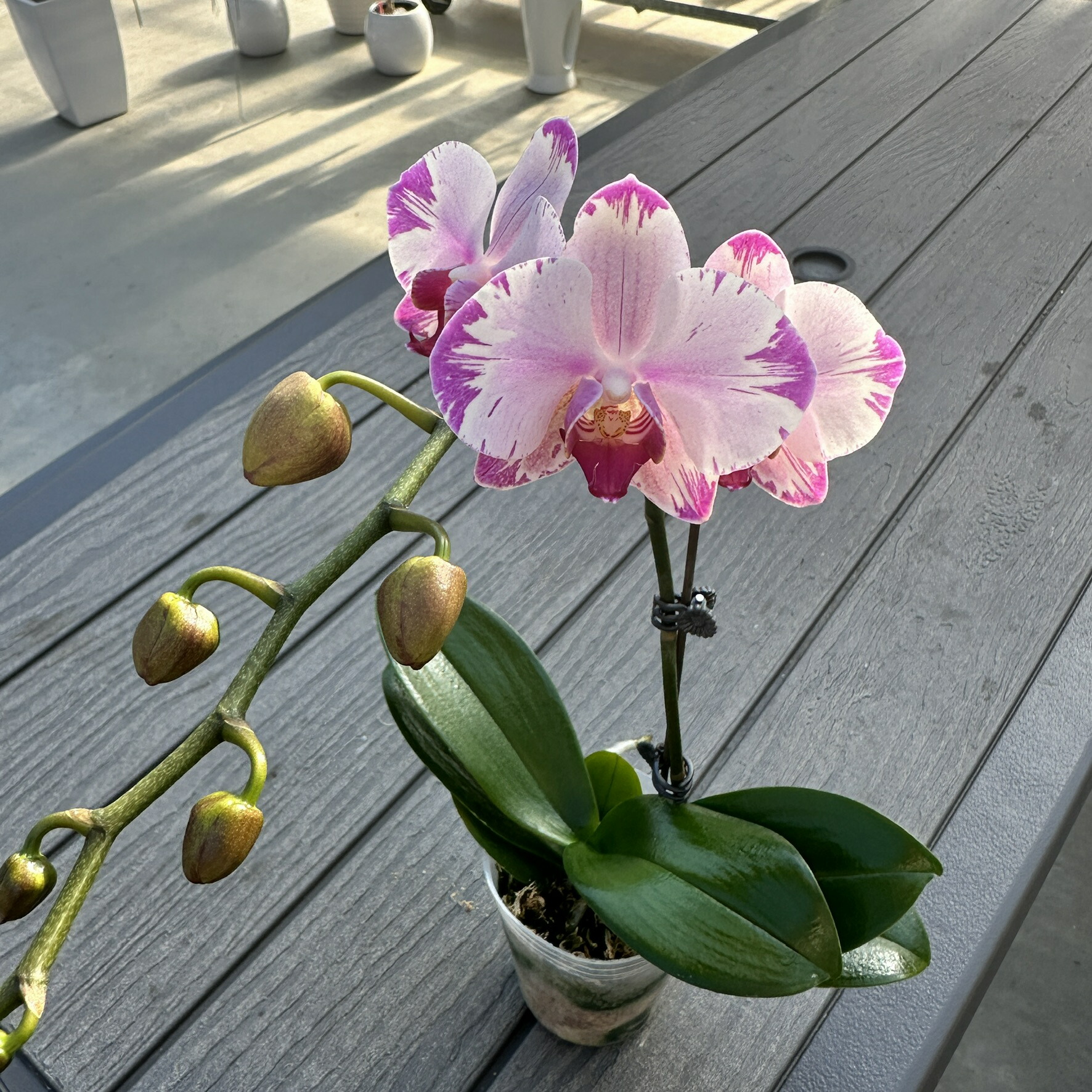 楽天市場】今ならつぼみ、または花付き！-- 話題のレア『ミディ胡蝶蘭