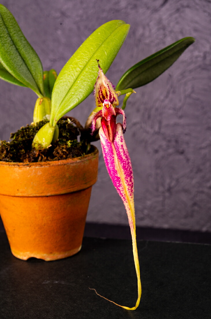 楽天市場】洋ランの苗『バルボフィラム 「ファシネーター」【花咲く苗