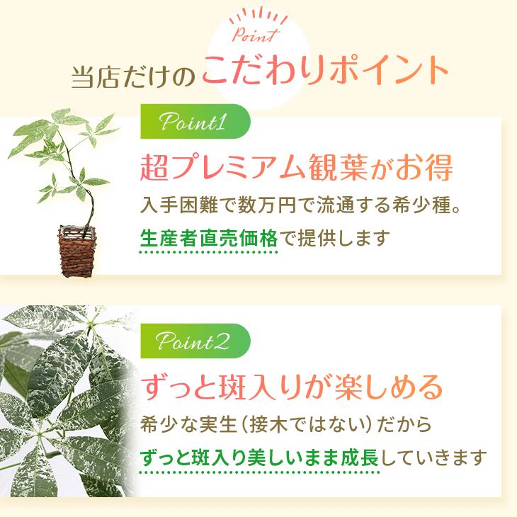 楽天市場】『「パキラ ミルキーウェイ」実生苗 斑入り 』2.5号ポット鉢