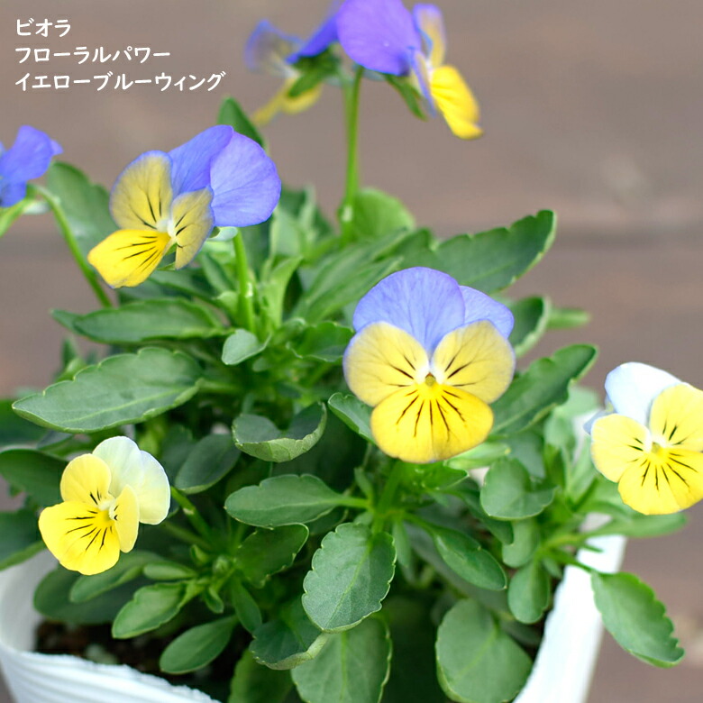 楽天市場】ビオラ フローラルパワー イエローブルーウイング 苗 10.5cm