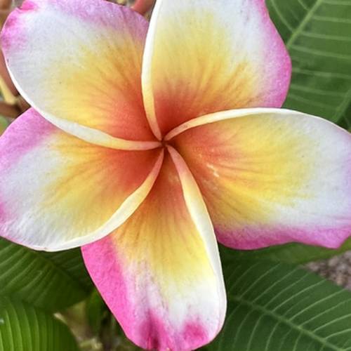 楽天市場】プレミアム プルメリア オーロヴェルデ Oro Verde 4号鉢