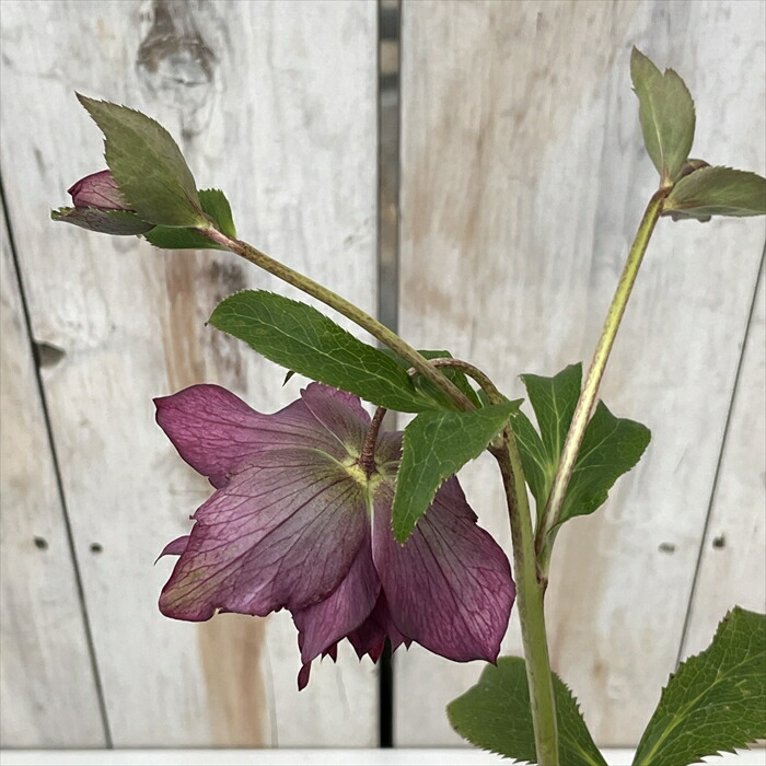 楽天市場】クリスマスローズ 超多弁 レッド 艶エッジ 0129-006 現品