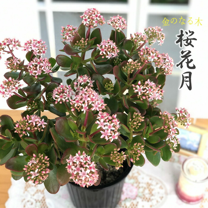 楽天市場】金のなる木 花いっぱい 桜花月 5号鉢 送料無料 カゲツ 花月