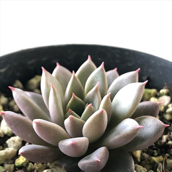 楽天市場】多肉植物 skエケベリア エルメス 多肉植物 エケベリア 7.5cm