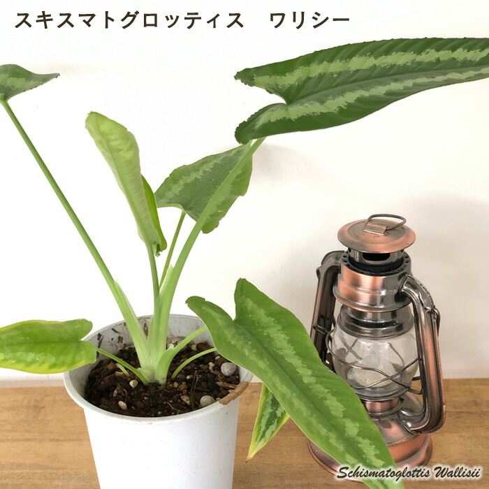 楽天市場】観葉植物 スキスマトグロッティス ワリシー 4号鉢 観葉植物