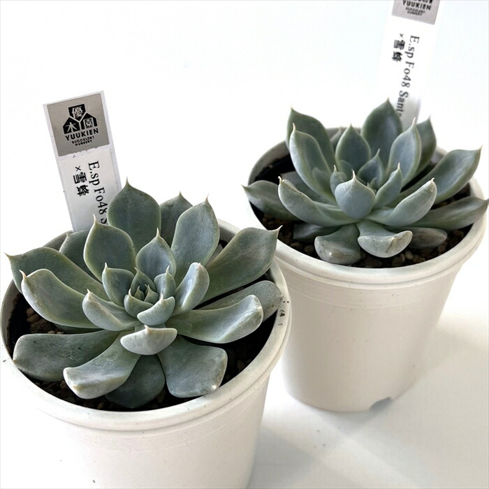 楽天市場】多肉植物 yukエケベリア E.sp Fo48 Santa Maria×雪蜂 多肉