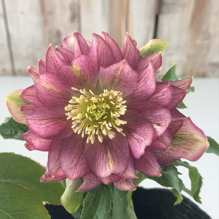 ★クリスマスローズ原種クロアチカス開花株現品★ 12159_1.jpg