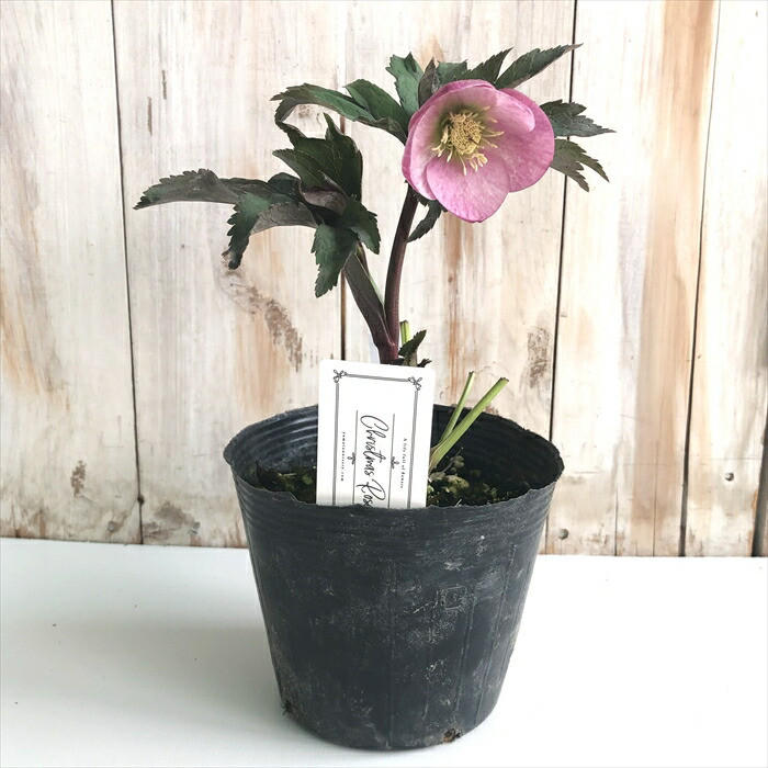 楽天市場】クリスマスローズ 大和園 カップ咲き ピンク シングル 銅葉