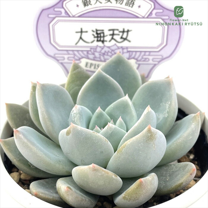 楽天市場】多肉植物 O's銀天女物語 EPISODE 03 大海天女 多肉植物 O's
