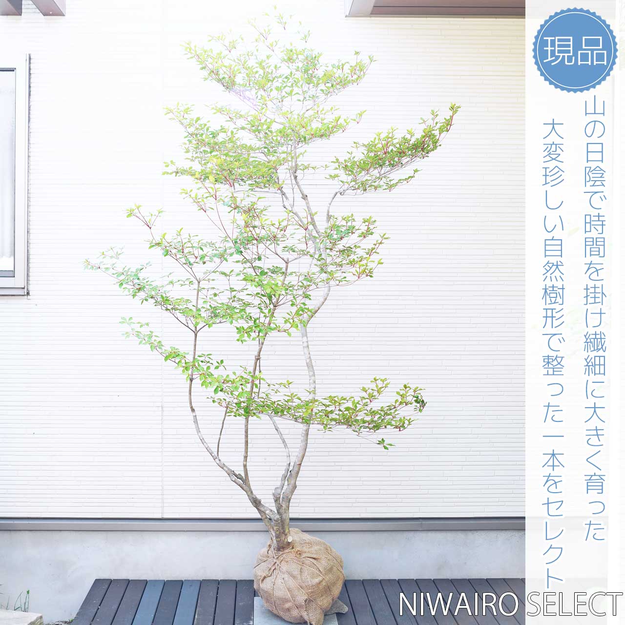 楽天市場】山採り【ドウダンツツジ】 自然樹形 株立ち 樹高H≒200 × 枝