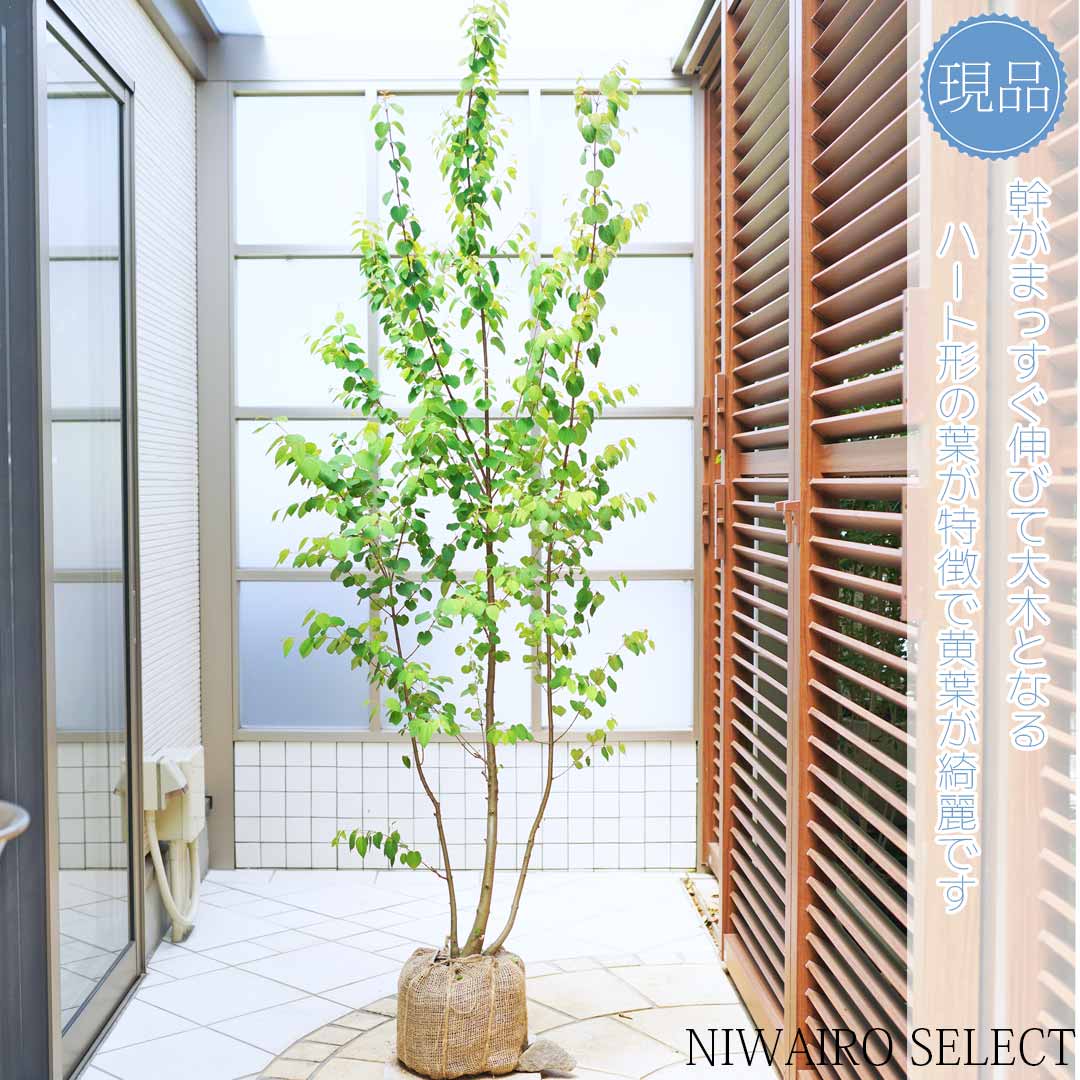 楽天市場】【現品】【カツラ】株立ち 自然風樹形 樹高H≒180 × 枝張W