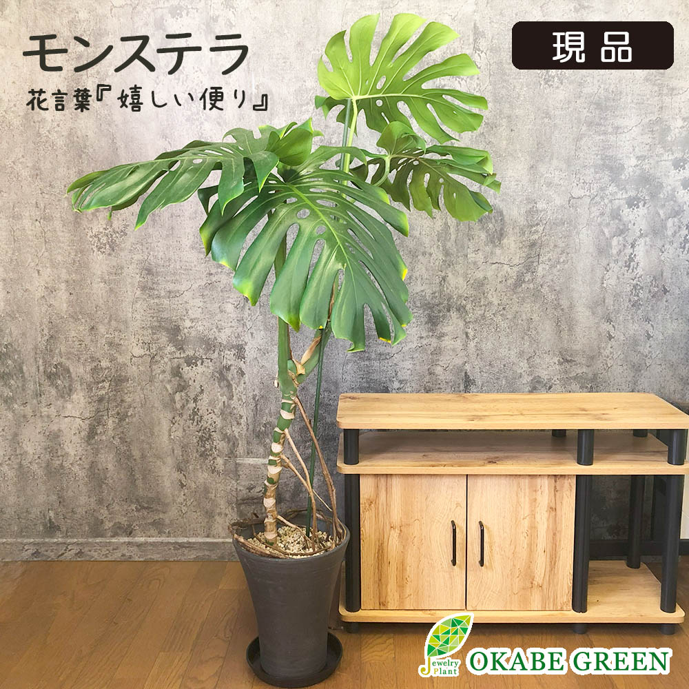 モンステラデリシオーサ8号鉢つき2株植え❗深穴あき❗大型種❗