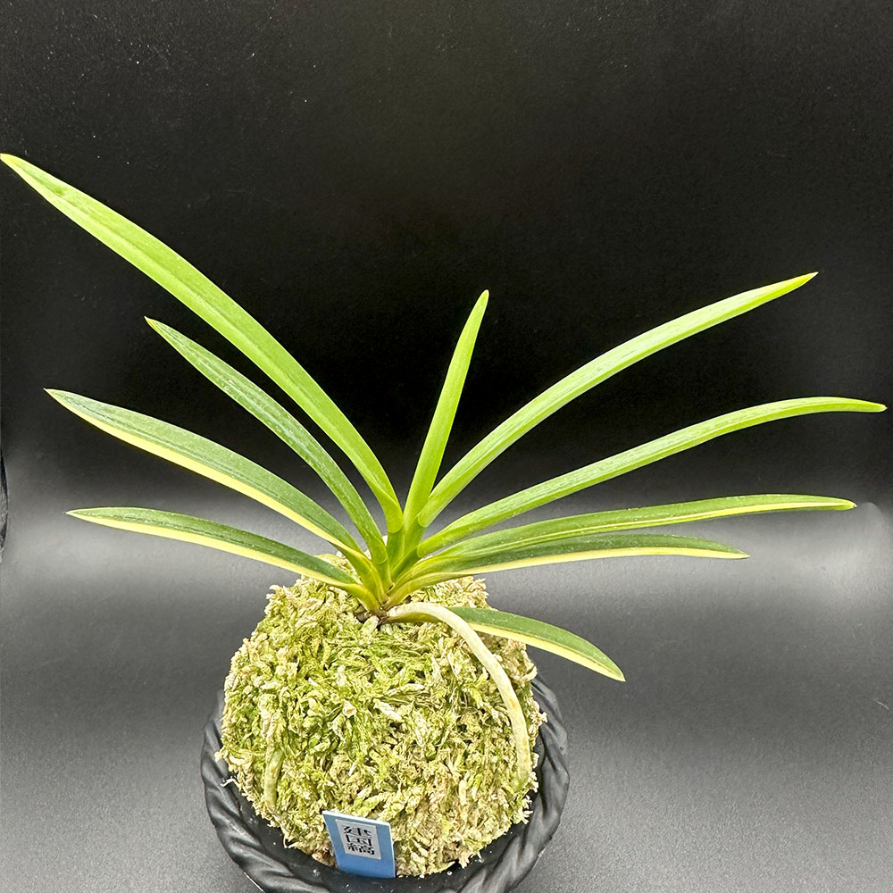 楽天市場】富貴蘭 風蘭 蘭 建国縞 【現品】 ケンコクシマ 1本立 限品