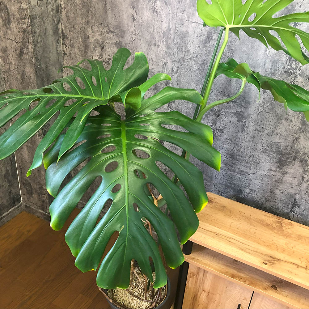 モンステラデリシオーサ8号鉢つき2株植え❗深穴あき❗大型種❗