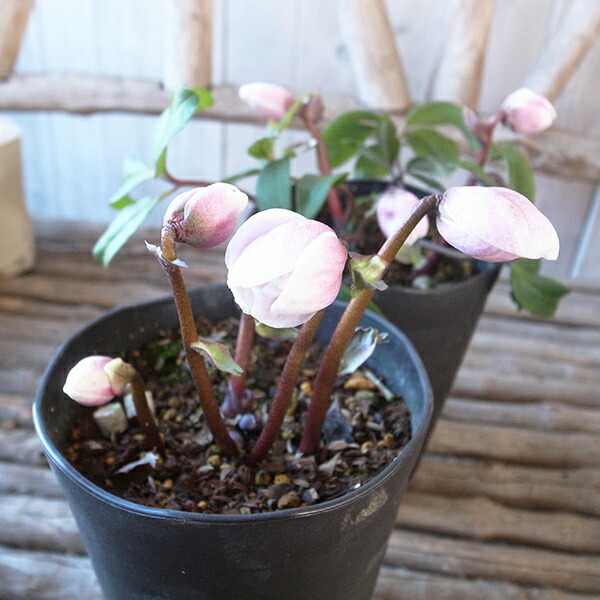 楽天市場】クリスマスローズ ピンクニゲル 蕾3以上 4.5号サイズ 鉢花