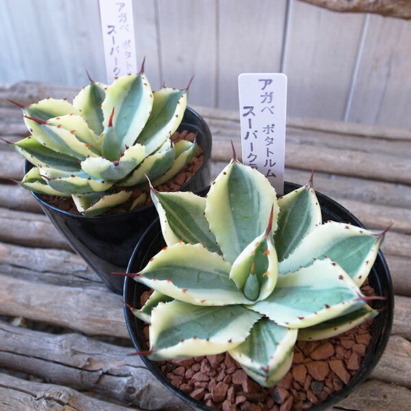 楽天市場】タニクショクブツ 多肉植物 レア品種 アガベ スーパー