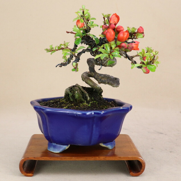 楽天市場】長寿梅 根上り（赤花） 小品盆栽 【雑木盆栽】いよじ園