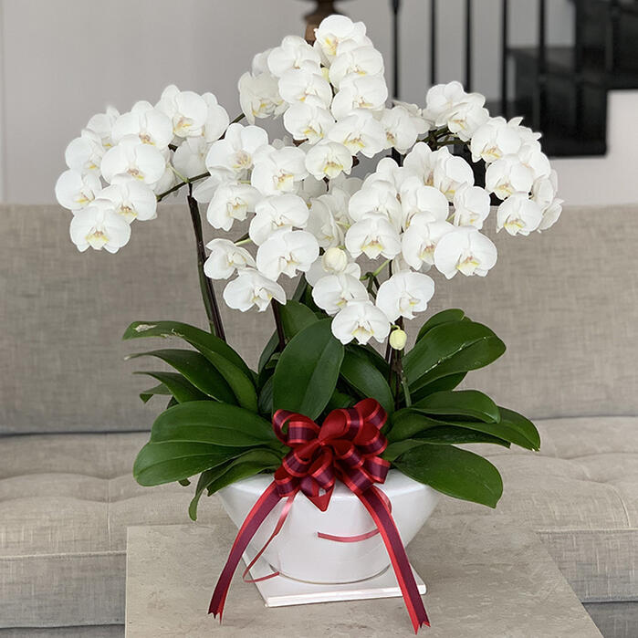 楽天市場】【旬の品種をお届け】ミディ胡蝶蘭 ホワイト系胡蝶蘭 5本