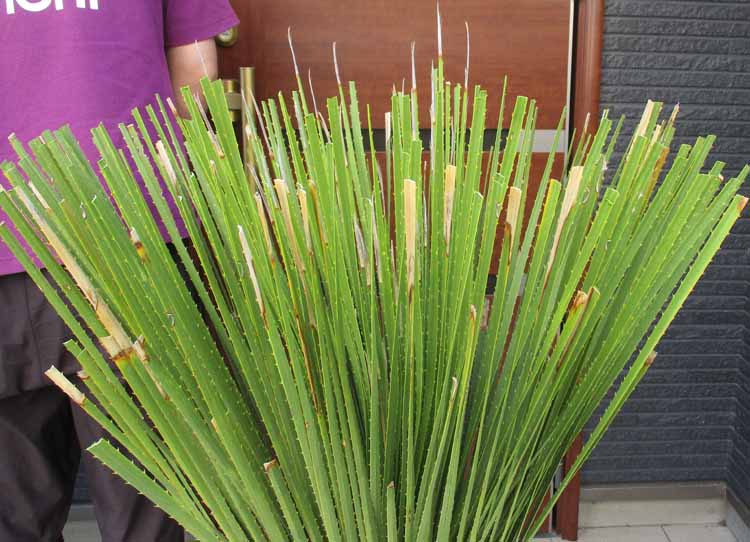 楽天市場】【現品・現物】ダシリリオン・ミキワネンシス 大株 12号 5F