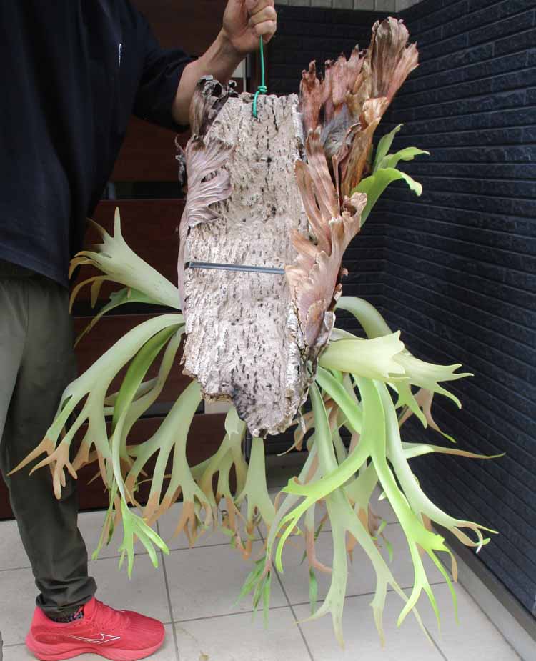 楽天市場】セール商品【現品・現物】コルク付き プラティケリウム