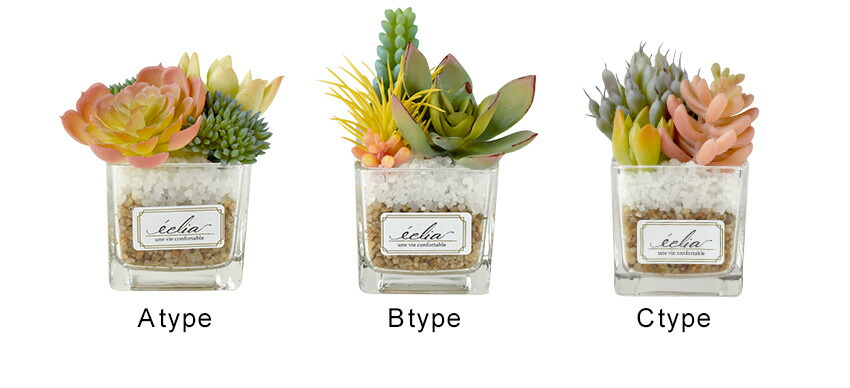 楽天市場】CT触媒 多肉植物 ガラス角鉢 Sサイズ ミニ サボテン