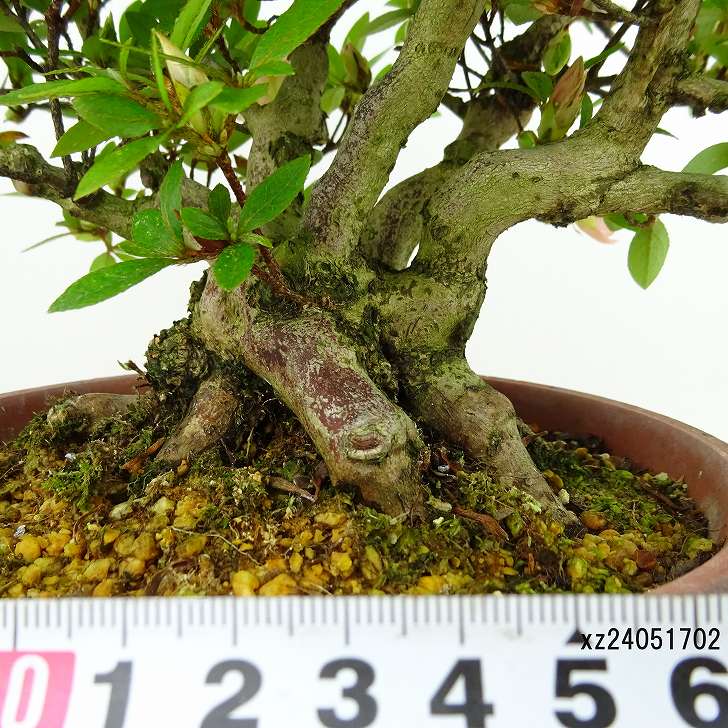 楽天市場】盆栽 皐月 晃山 樹高 約20cm さつき Rhododendron indicum
