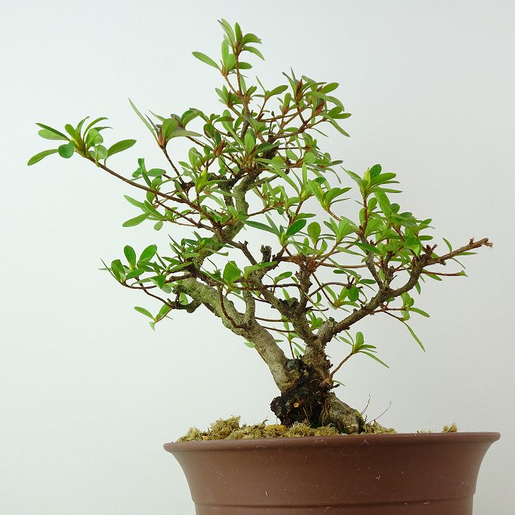 楽天市場】盆栽 皐月 旭の泉 樹高 約21cm さつき Rhododendron indicum