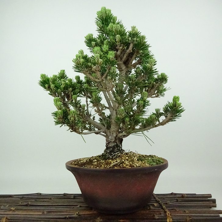 楽天市場】盆栽 松 黒松 千寿丸 樹高 約33cm くろまつ Pinus
