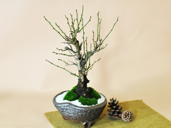 盆栽 今が旬 花梅 梅 【思いのままに】9号鉢 極上品 幹太 ほぼ蕾 写真