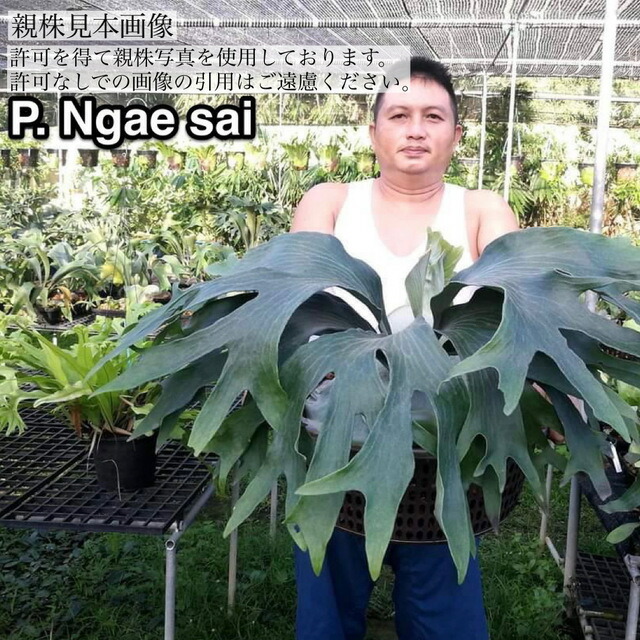 楽天市場】(現品) ビカクシダ ヒリー 'ンガサイ' (pup) (No.41089