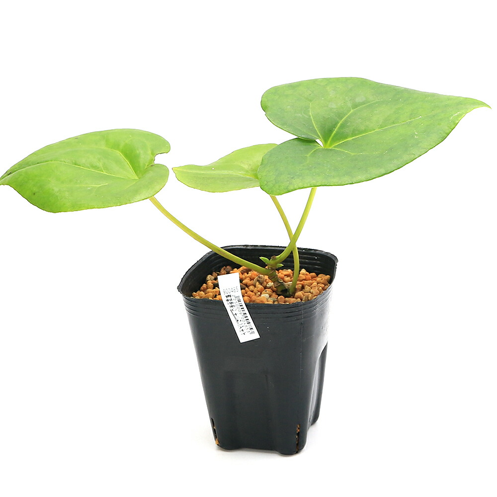 楽天市場】（山野草）カンアオイ（寒葵）オニカンアオイ（鬼寒葵） 青