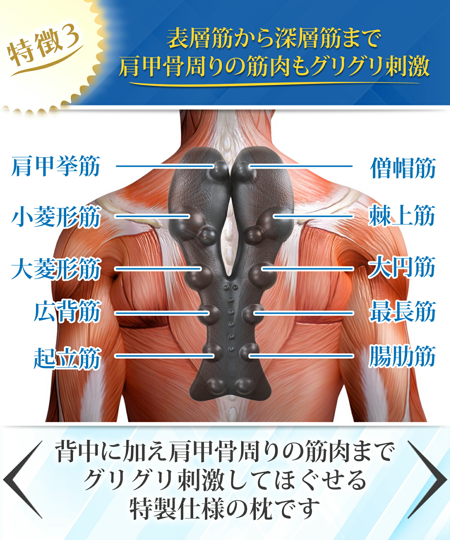楽天市場】【シリーズ累計販売10万個突破！】 背中 肩甲骨 猫背 姿勢