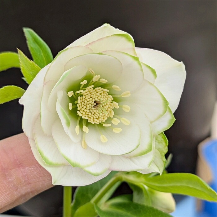 楽天市場】【現品】クリスマスローズ 実生苗 ダブル咲き グリーン