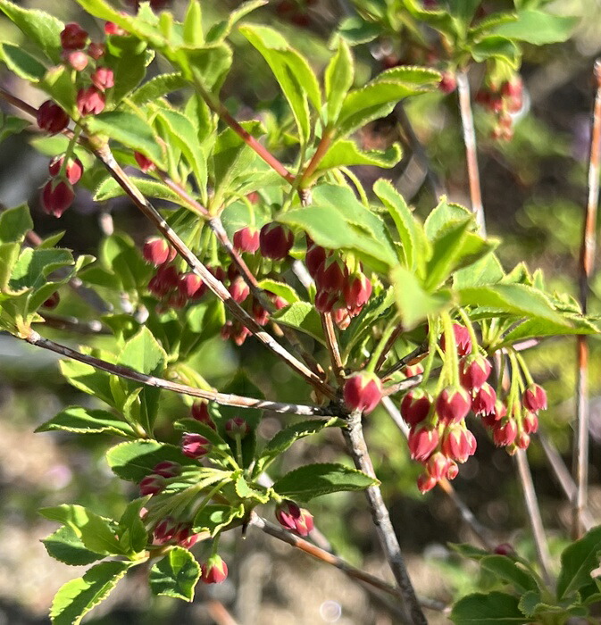 楽天市場】【現品発送Y261】ベニドウダンツツジ(紅ドウダンツツジ) 小