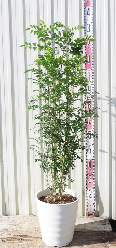 無農薬 21年生 落葉樹 70×120cm 白い鉢 無農薬 21年生 落葉樹 70×120cm
