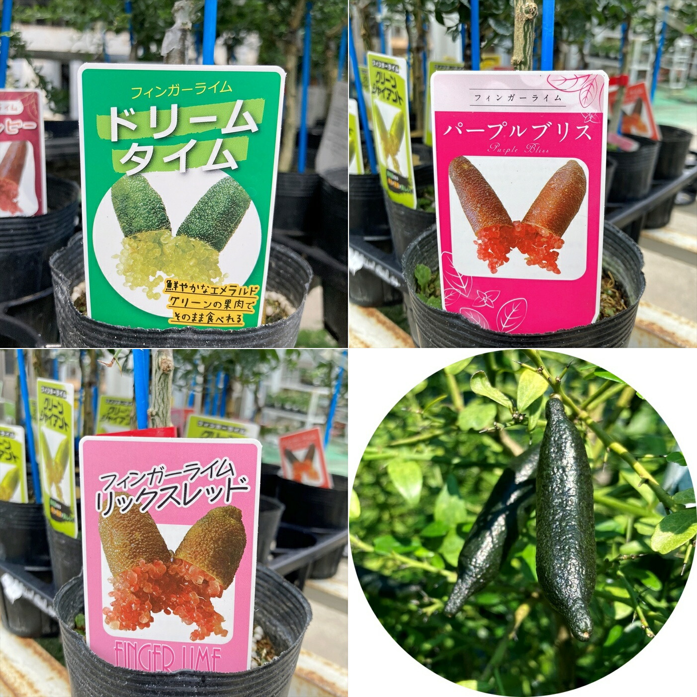 楽天市場】【品種が選べる】フィンガーライム 接ぎ木 4号 苗木 : 千草園芸