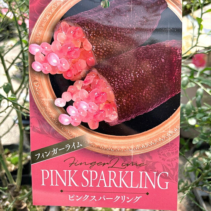 楽天市場】フィンガーライム 「ピンクスパークリング」 5号苗木