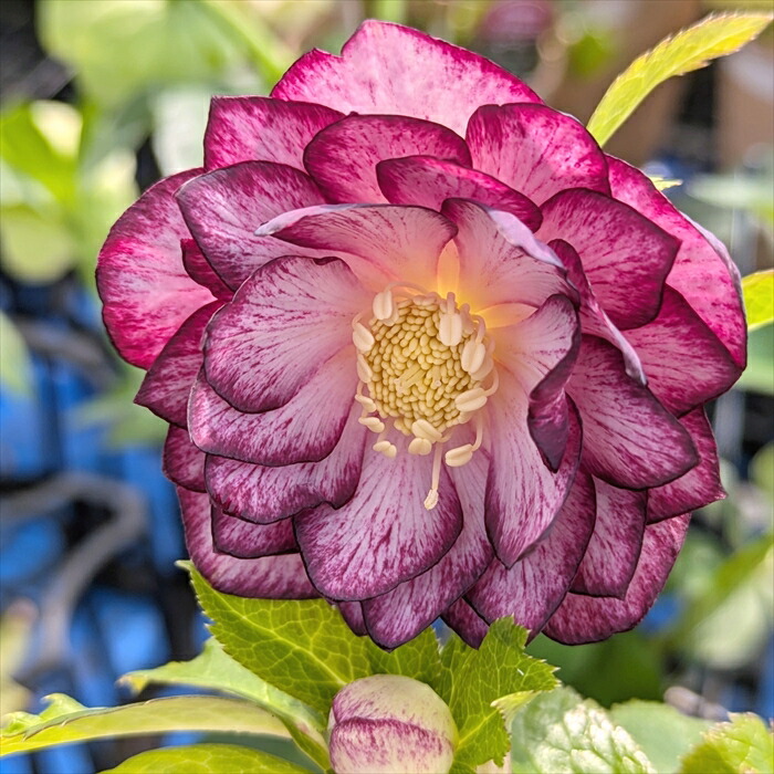 楽天市場】【現品】クリスマスローズ ダブル咲き ゴールドオーレア系